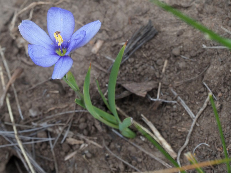 Aristea nana photo 5