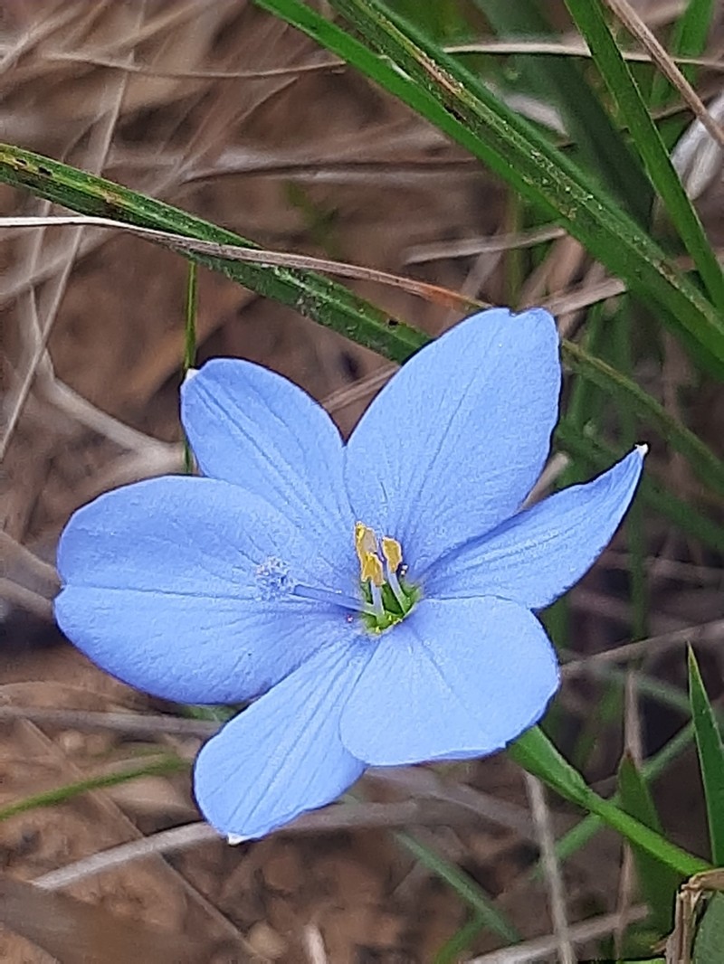 Aristea nana photo 6