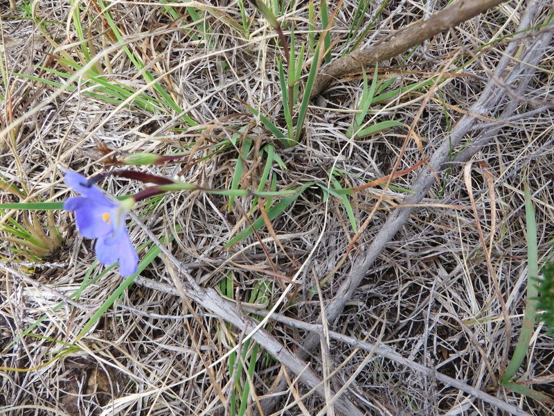 Aristea nana photo 7