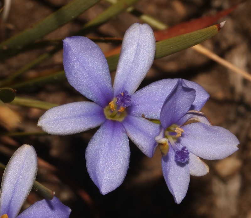 Aristea nana photo 8