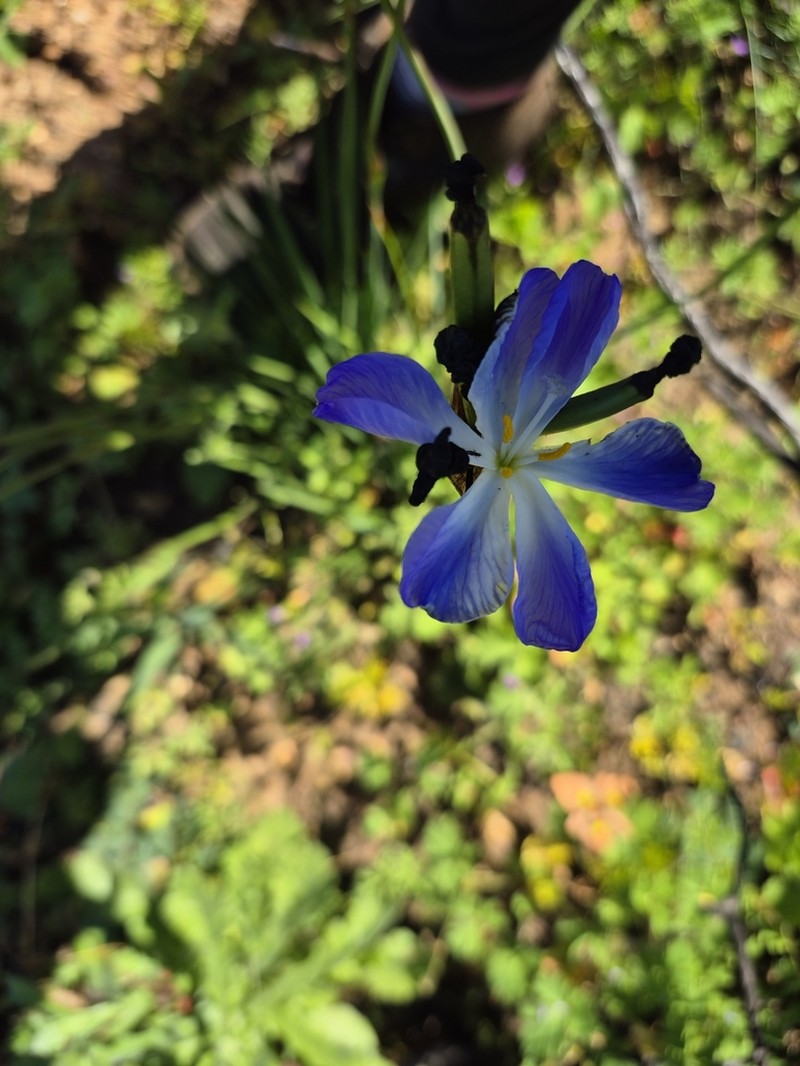 Aristea nigrescens