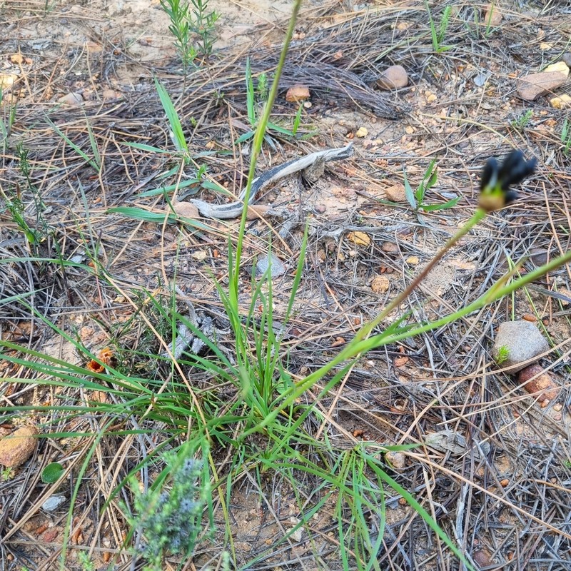 Aristea nigrescens photo 2