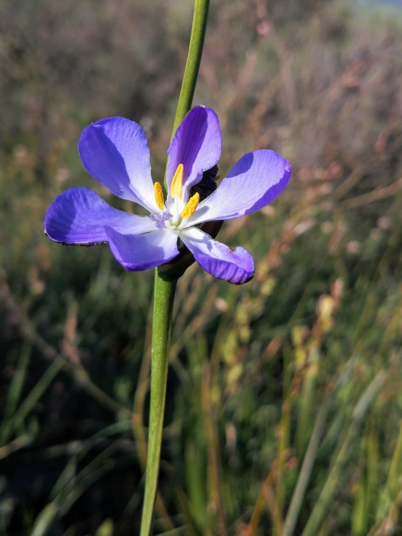 Aristea nigrescens photo 3