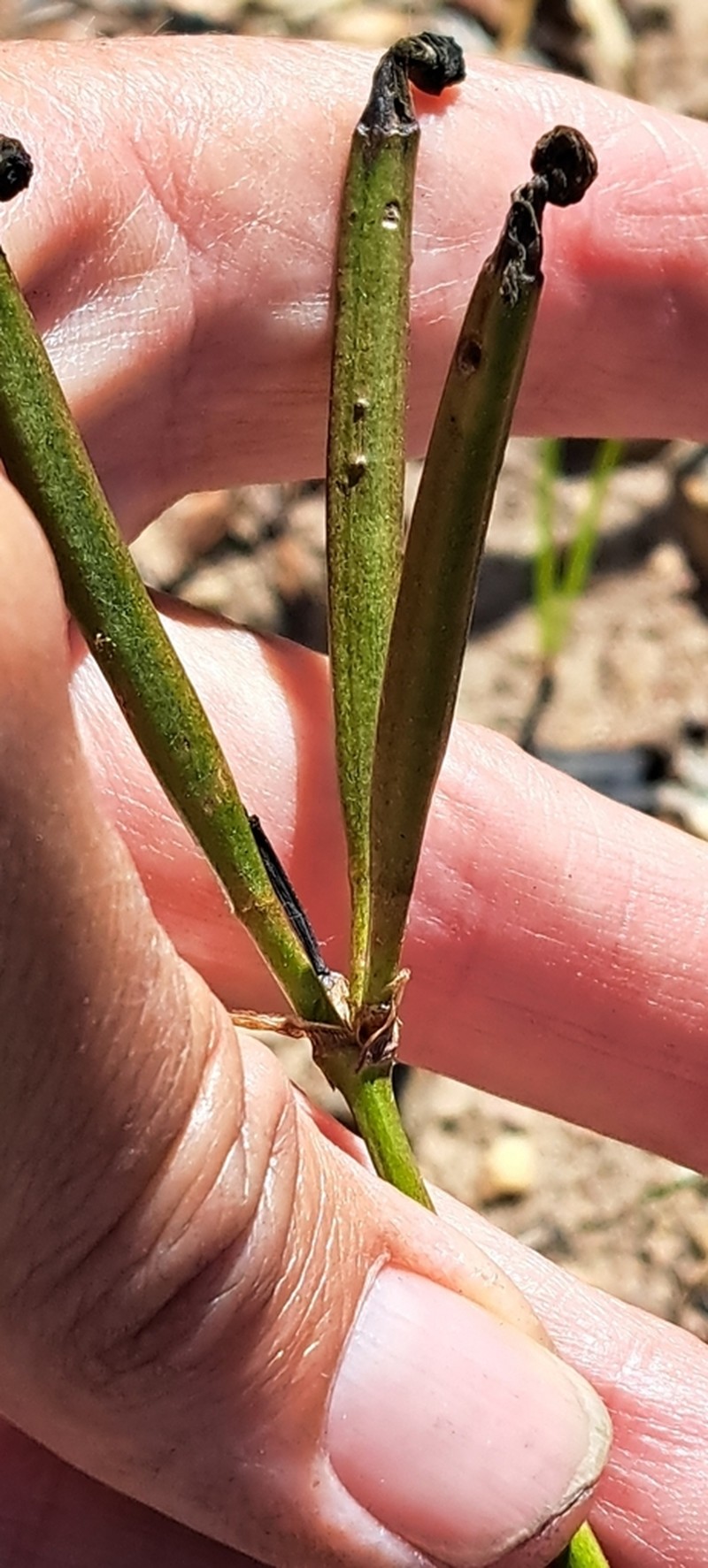 Aristea nigrescens photo 4
