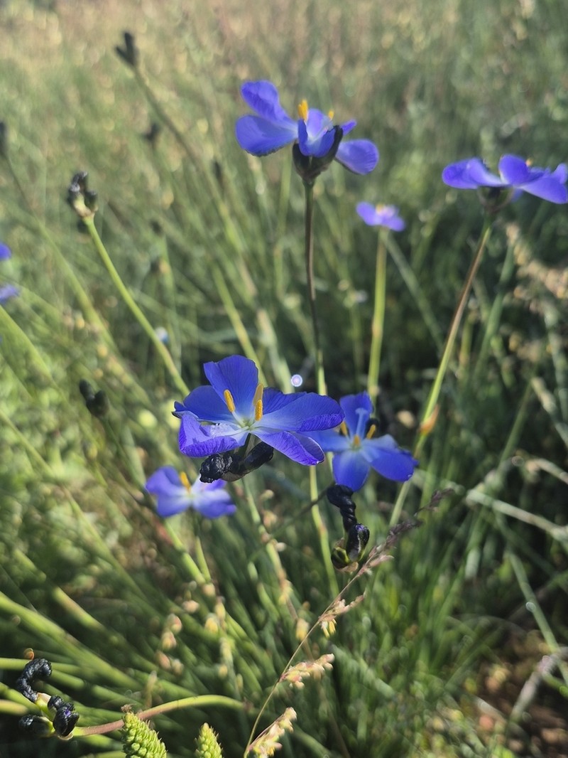 Aristea nigrescens photo 5