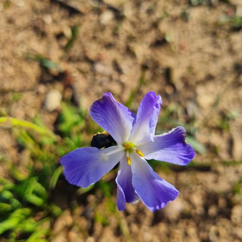 Aristea nigrescens photo 8