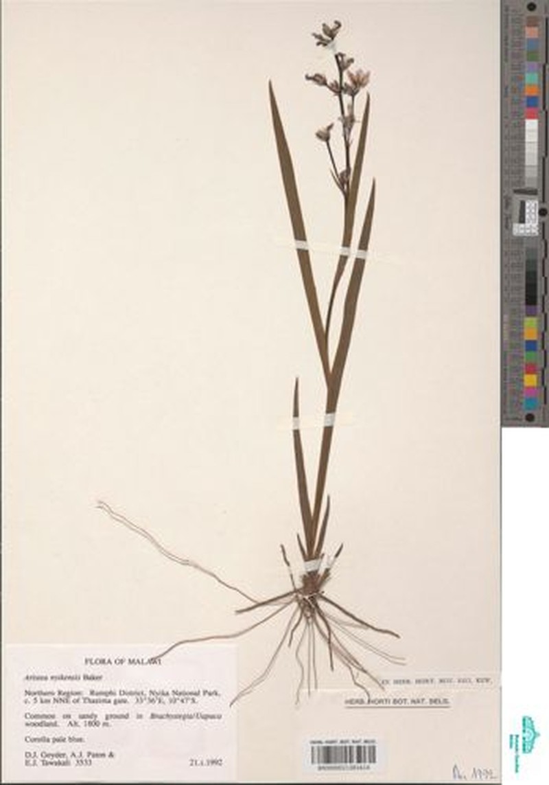 Aristea nyikensis photo 2
