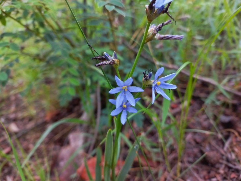 Aristea nyikensis