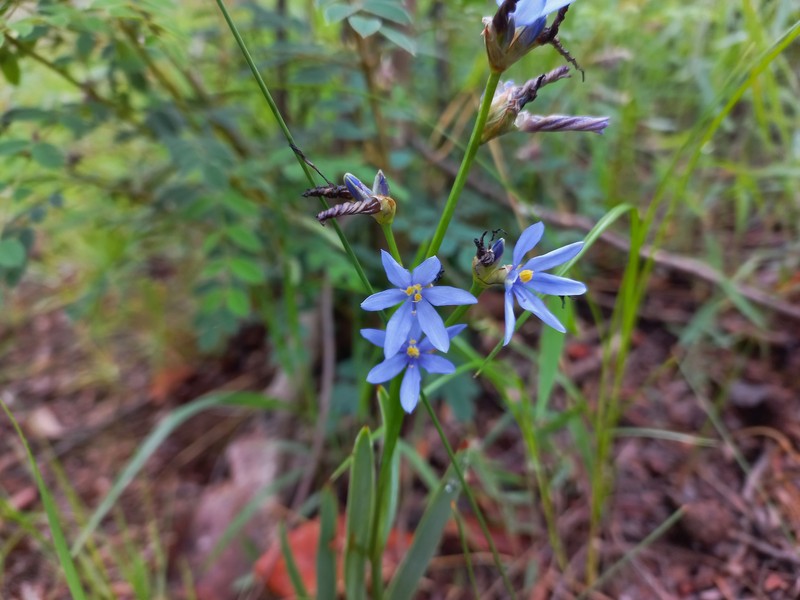 Aristea nyikensis photo 3