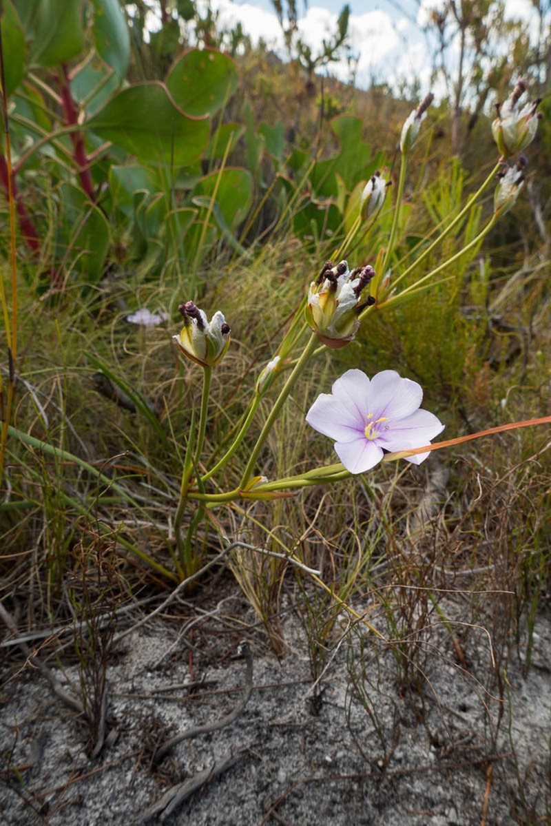 Aristea oligocephala