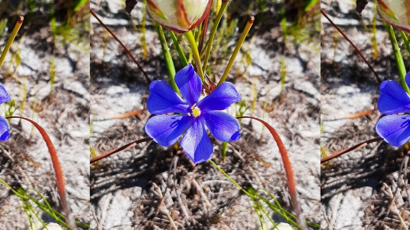 Aristea oligocephala photo 2