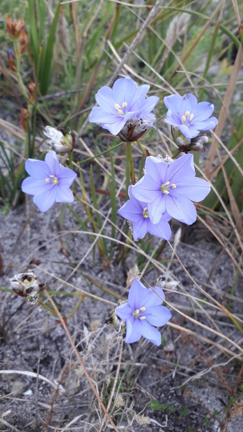 Aristea oligocephala photo 3