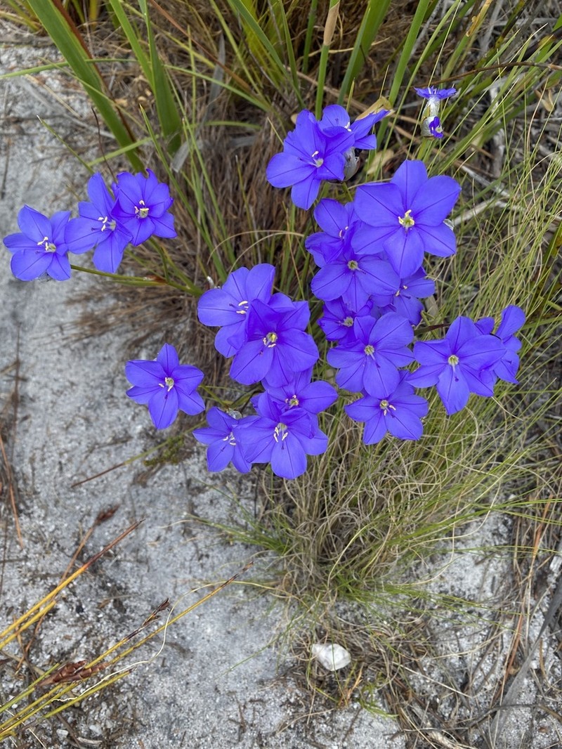 Aristea oligocephala photo 4