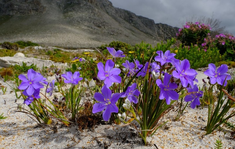 Aristea oligocephala photo 5