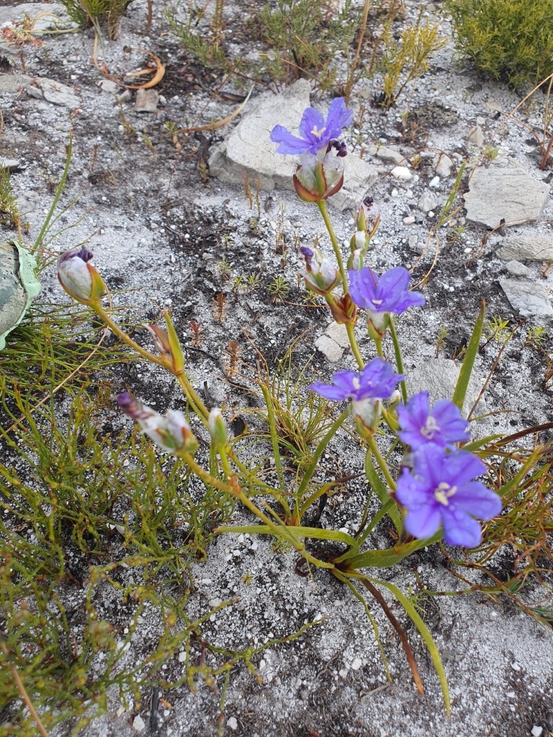 Aristea oligocephala photo 6