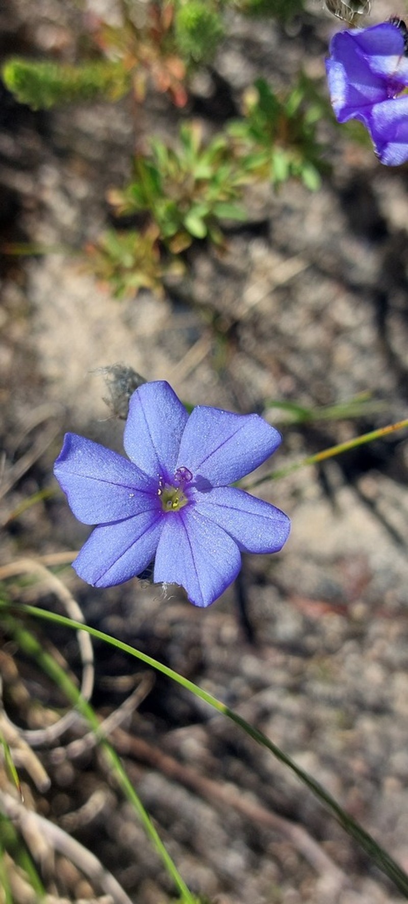 Aristea oligocephala photo 7