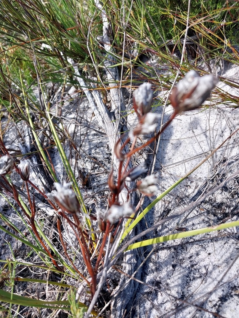 Aristea oligocephala photo 8