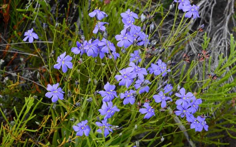 Aristea palustris photo 2