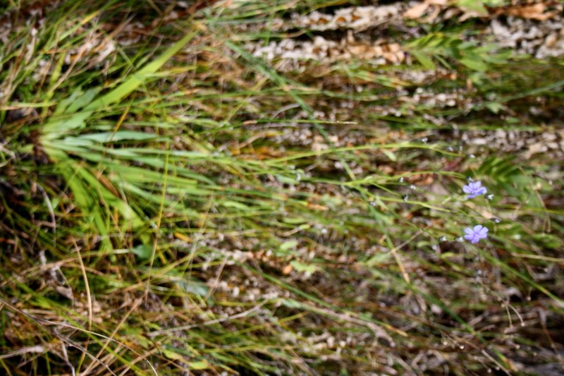 Aristea palustris photo 3