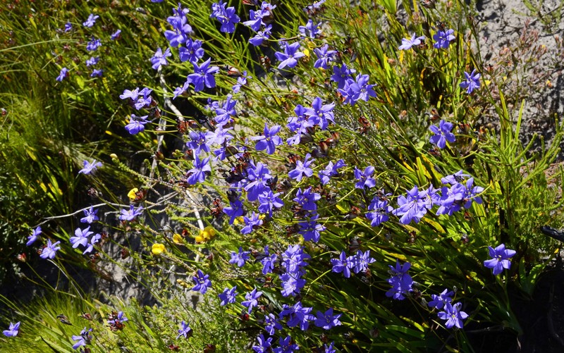 Aristea palustris photo 6