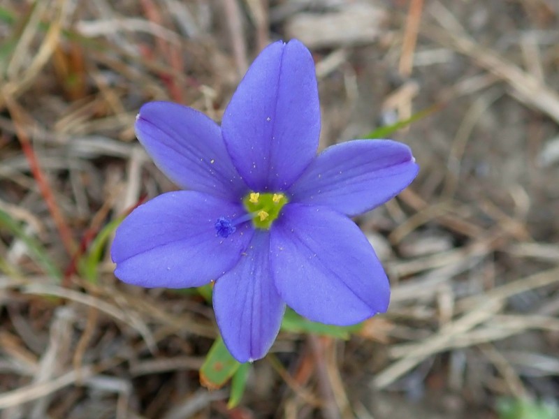 Aristea pusilla