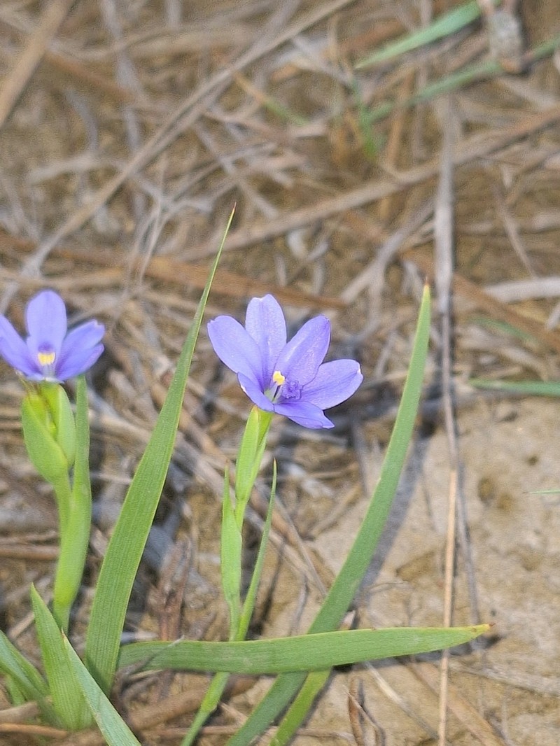 Aristea pusilla photo 2