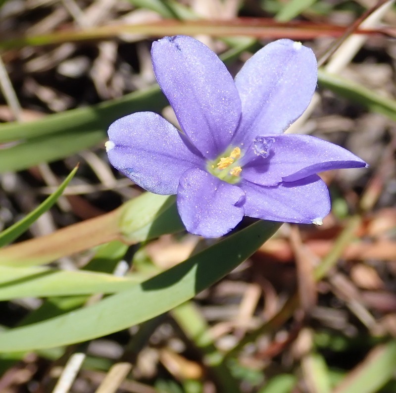 Aristea pusilla photo 3