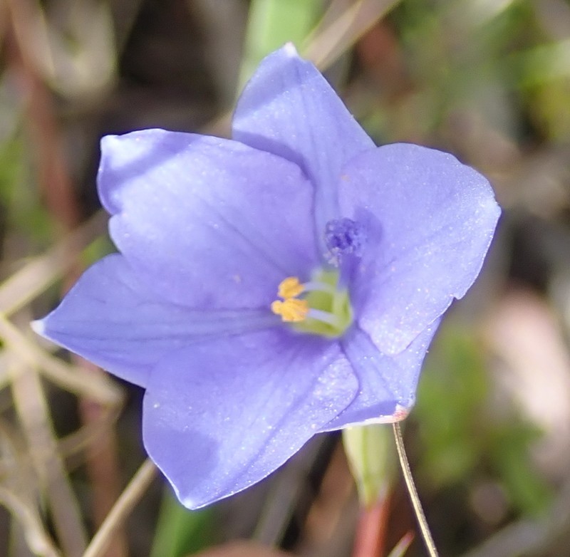 Aristea pusilla photo 4