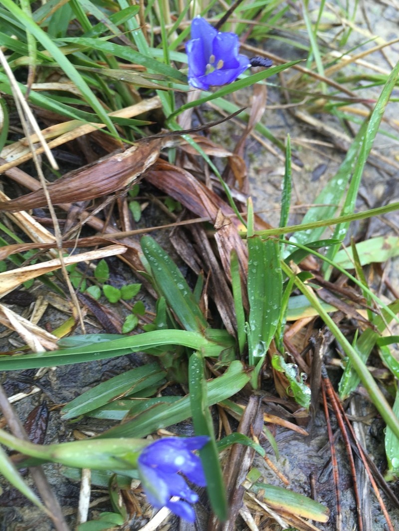 Aristea pusilla photo 5