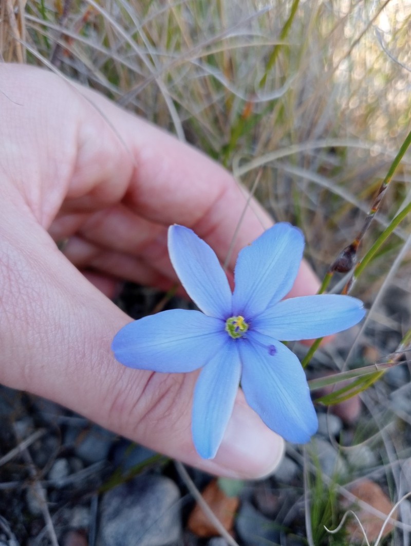 Aristea pusilla photo 6
