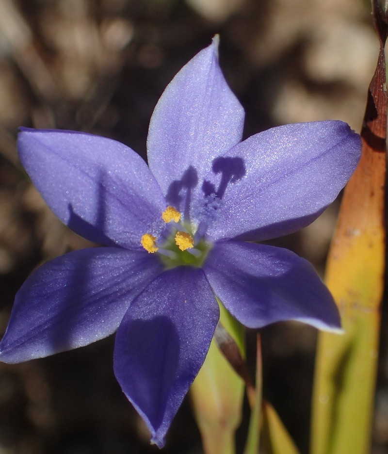 Aristea pusilla photo 7