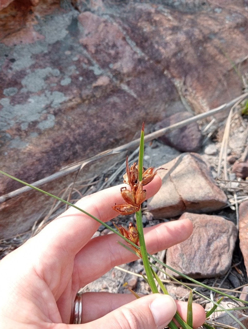 Aristea pusilla photo 8