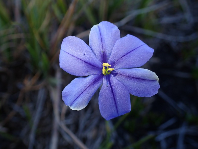 Aristea racemosa