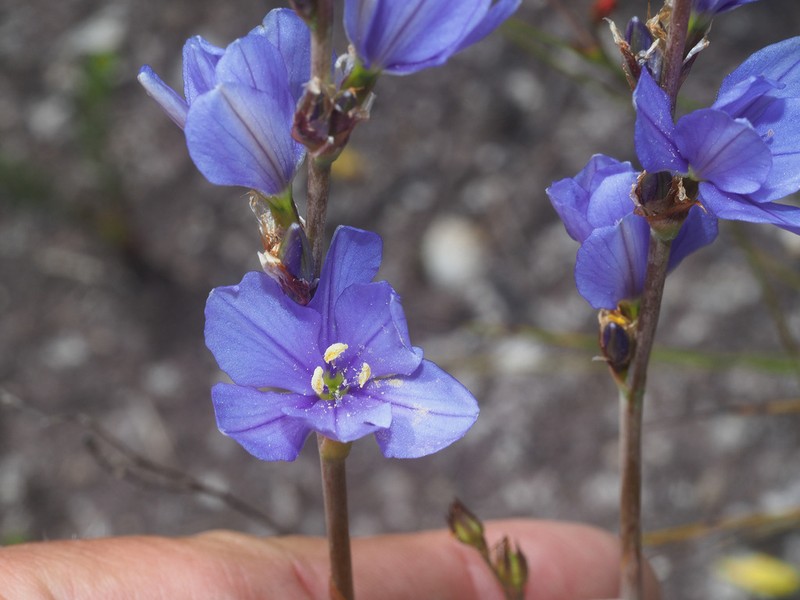 Aristea racemosa photo 2