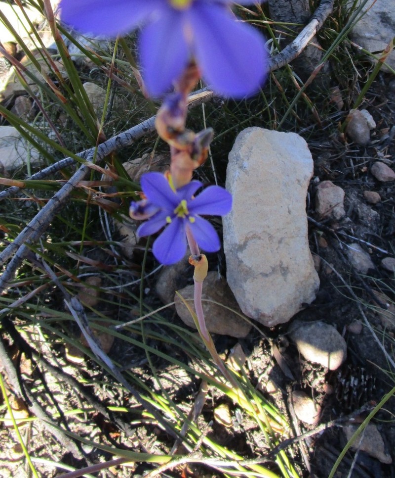 Aristea racemosa photo 3
