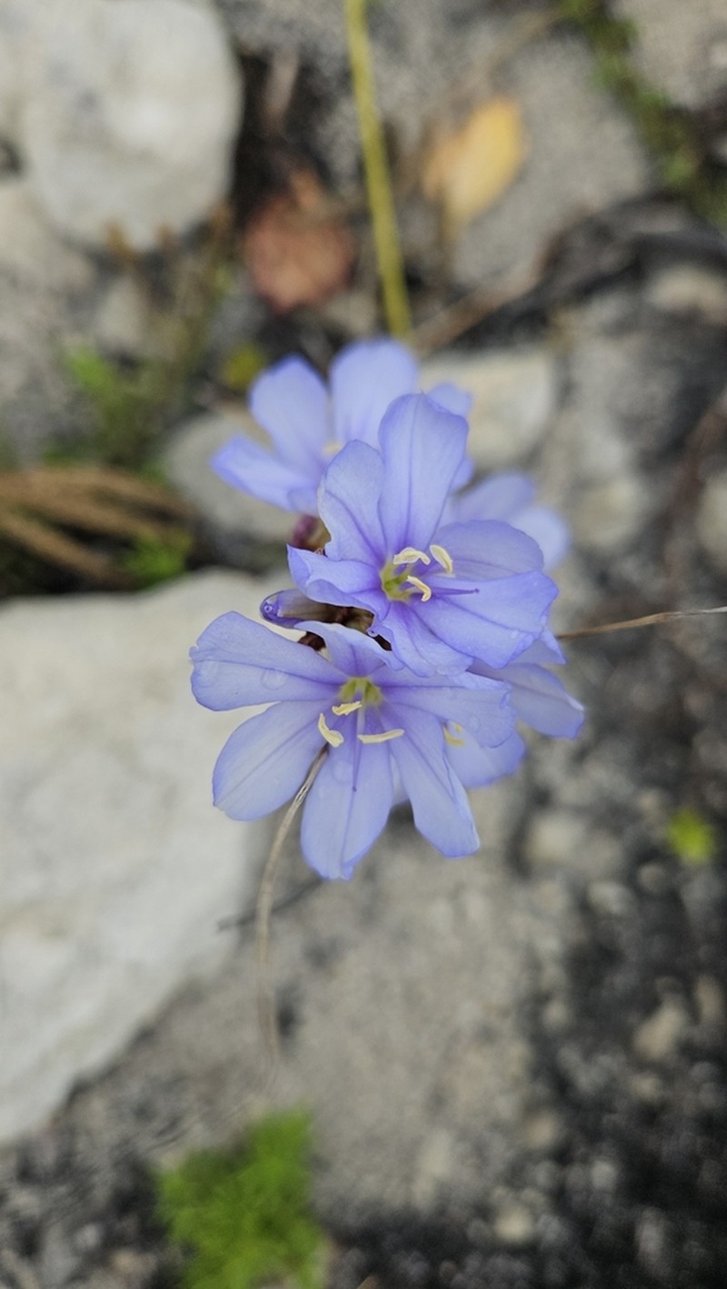 Aristea racemosa photo 4