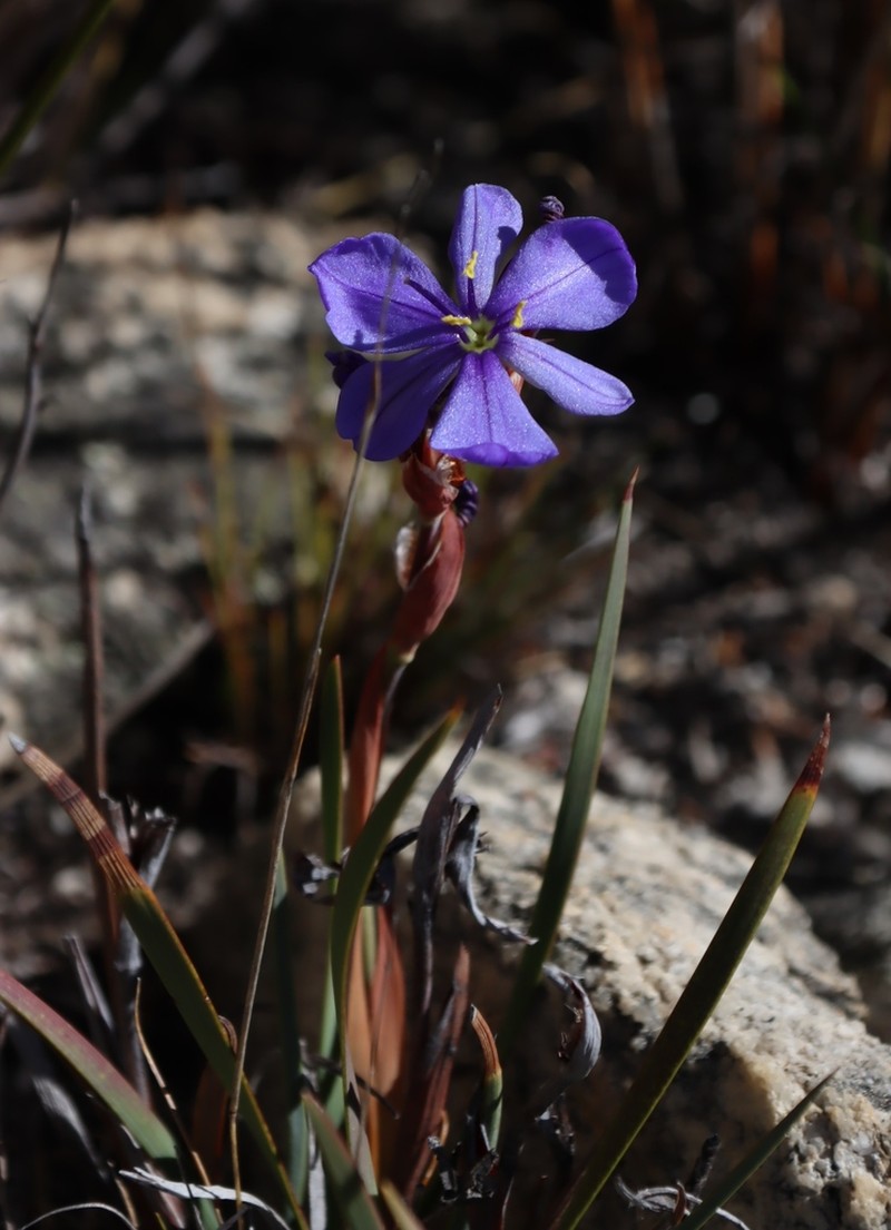Aristea racemosa photo 5