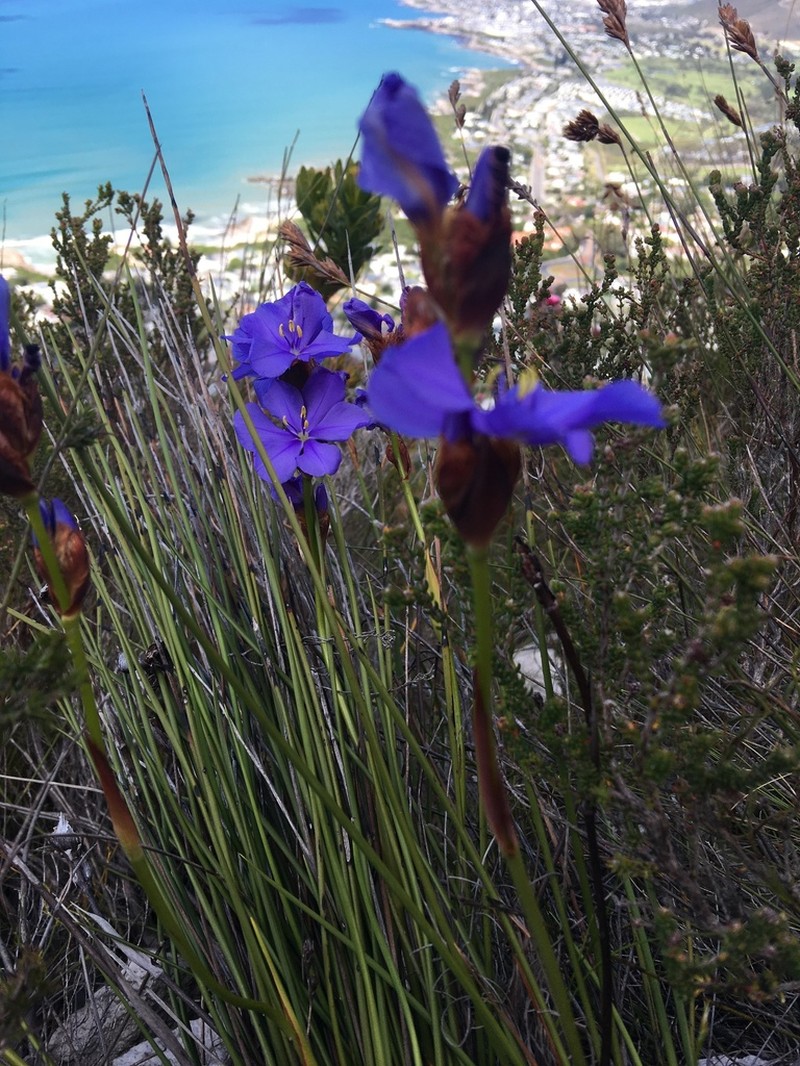Aristea racemosa photo 6