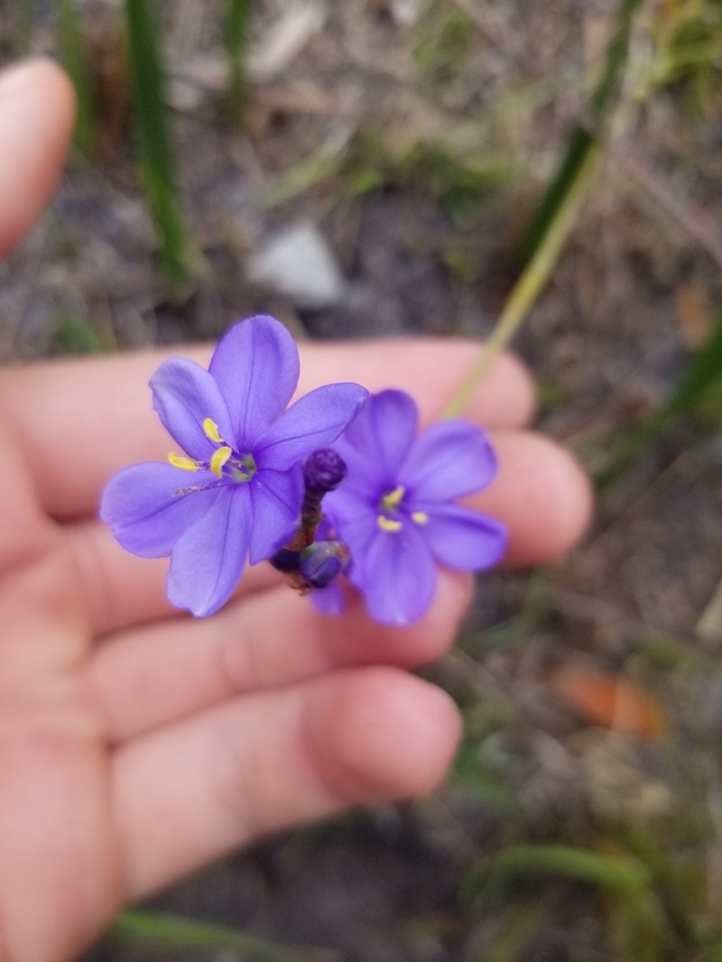 Aristea racemosa photo 7