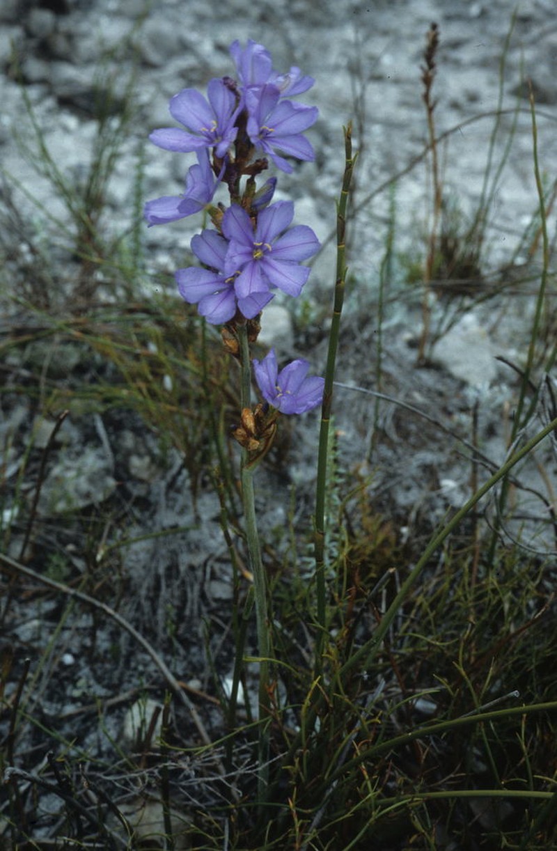Aristea racemosa photo 8