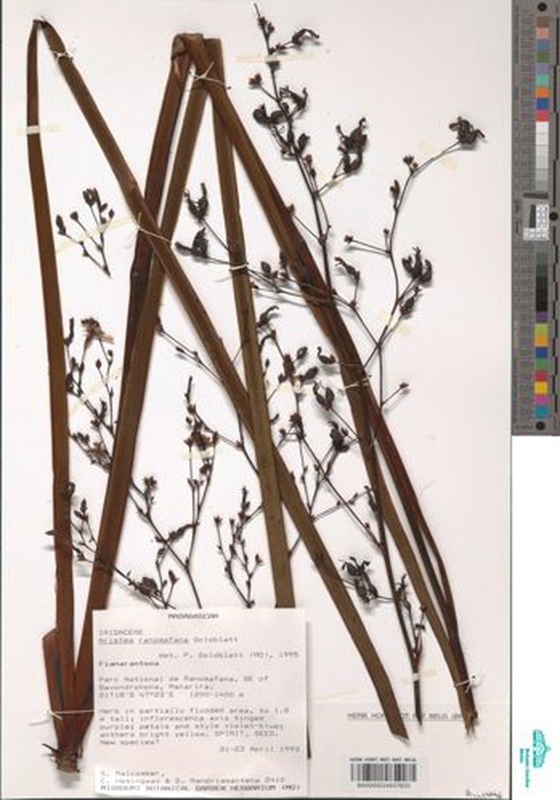 Aristea ranomafana