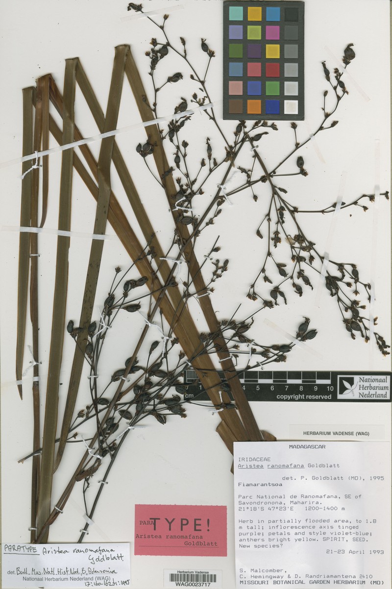 Aristea ranomafana photo 2