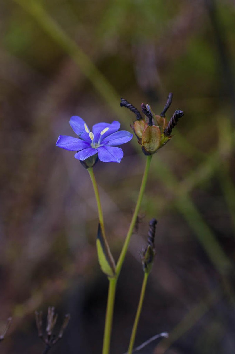 Aristea recisa