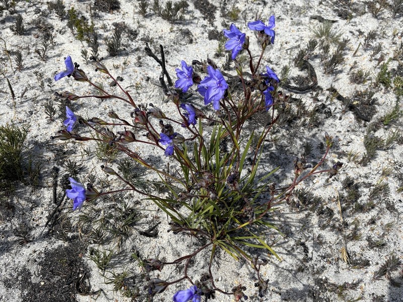 Aristea recisa photo 2