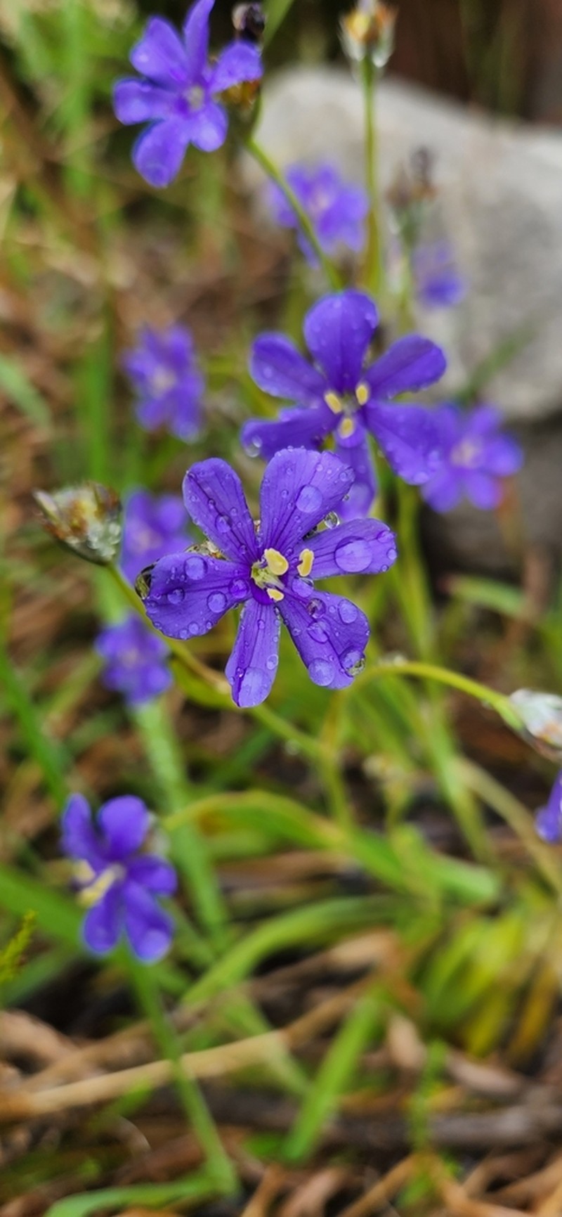 Aristea recisa photo 3