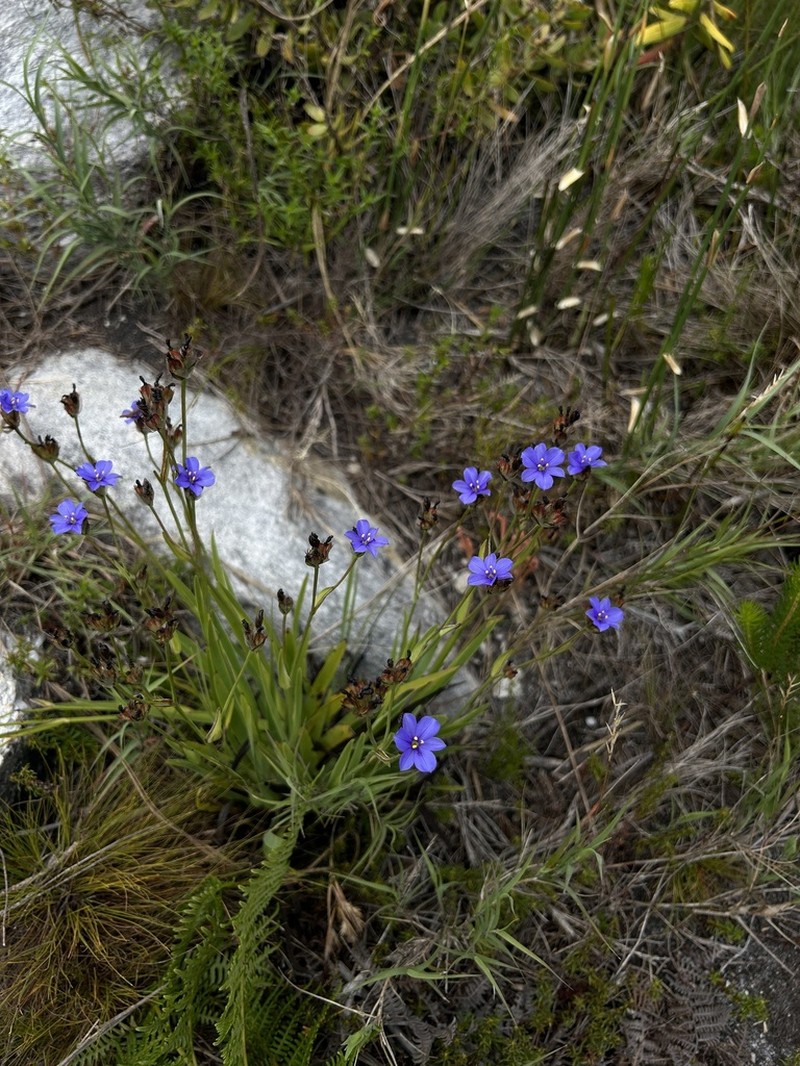 Aristea recisa photo 4