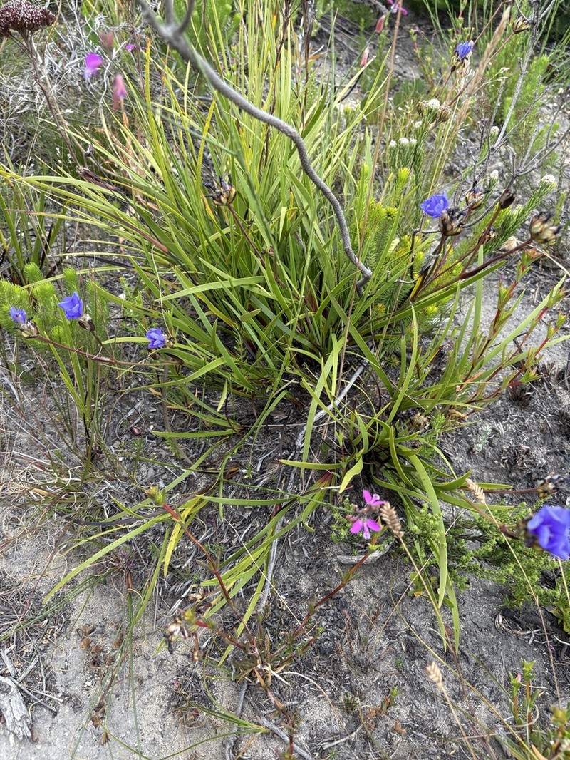 Aristea recisa photo 5