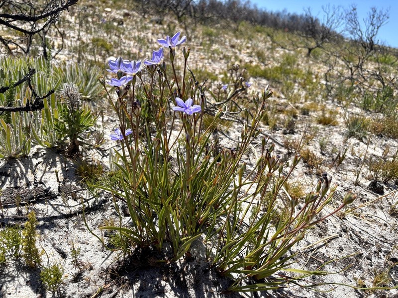 Aristea recisa photo 7