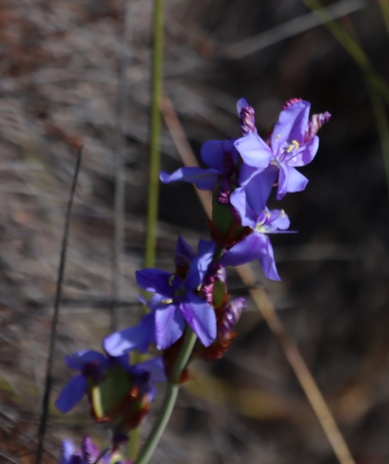 Aristea rigidifolia photo 4