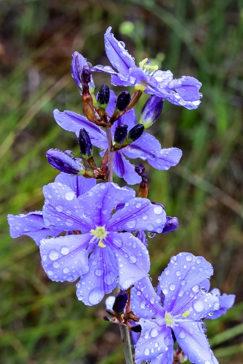 Aristea rigidifolia photo 5